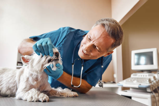 Best Emergency Broken Tooth Repair in Fort Belknap Agency, MT